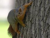 squirrel-tree-animals-fauna-rodent-387241.jpg