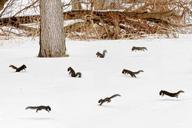 squirrel-party-scurry-snow-winter-316022.jpg