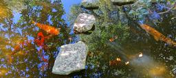 Koi pond - Isamu Taniguchi Japanese Garden - Zilker Botanical Garden - Austin, Texas - DSC09059.jpg