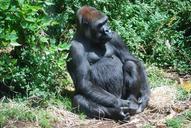 gorilla-ape-primate-wildlife-wild-71134.jpg