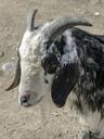 goat-animal-white-twisted-horns-560208.jpg