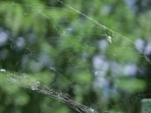 spider-web-green-434378.jpg