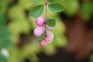 water-drop-green-leaf-forest-10171.jpg