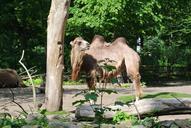 camel-nature-wild-animals-347682.jpg