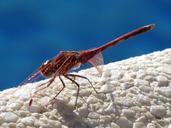 dragonfly-insect-nature-close-405638.jpg