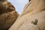 Boulders_near_Jumbo_Rocks_campground.jpg