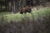 Cinnamon_black_bear,_Soda_Butte_Creek.jpg