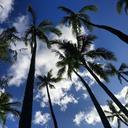 palm-trees-nature-outdoors-trees-1005394.jpg