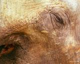 elephant-elephant-skin-animal-460846.jpg