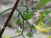 tomatoes-green-plant-garden-food-123768.jpg