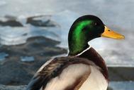 mallard-and-male-winter-eye-bird-433696.jpg