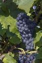 grapes-grapevine-wine-vines-578628.jpg