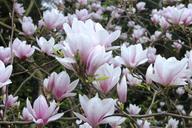 magnolia-tulip-magnolia-flowers-109321.jpg