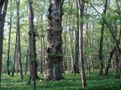 old-tree-deciduous-forest-summer-128538.jpg