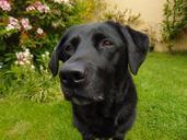 labrador-retriever-lab-black-dog-787317.jpg