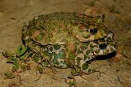 frog-love-green-night-482478.jpg