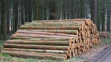 tree-trunks-holzstapel-forest-642811.jpg