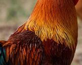 rooster-feathers-cockerel-cock-475790.jpg