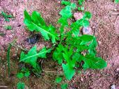 dandelion-plant-creeping-plant-309226.jpg