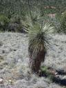 joshua-tree-desert-winter-1274202.jpg