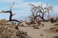 death-valley-scrubs-sand-dunes-89261.jpg