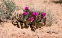 desert-flower-desert-cactus-cacti-301783.jpg