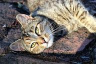 tabby-cat-it-lies-mazel-animal-645007.jpg