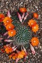 cactus-cactaceae-desert-flower-362207.jpg