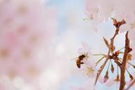 pink-pollen-close-up-flower-nectar-69529.jpg