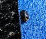 beetle-blue-colour-metallic-insect-1252799.jpg