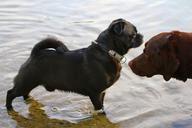 water-animal-animal-encounter-dogs-738363.jpg