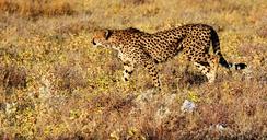 cheetah-etosha-namibia-africa-1305792.jpg