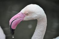 pet-crane-waterfowl-animal-cranes-713954.jpg