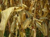 corn-leaves-field-corn-field-dry-364375.jpg