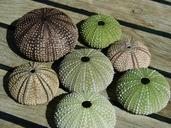 sea-urchins-shell-sea-696798.jpg