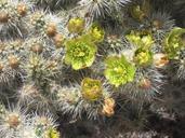 cactus-joshua-tree-national-park-165477.jpg