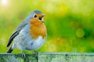 robin-bird-nobody-white-spring-315340.jpg