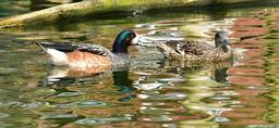 ducks-pair-of-ducks-water-couple-951474.jpg