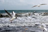 seagulls-sea-ocean-meals-bird-712466.jpg