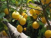 lemon-limone-lemon-tree-1117561.jpg