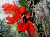 pomegranate-flowers-twin-orange-221297.jpg