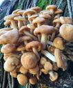 fungi-mushrooms-nature-fungus-1375835.jpg