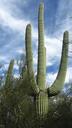 saguaro-cactus-arizona-desert-232762.jpg