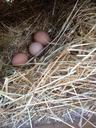 eggs-poultry-organic-651709.jpg