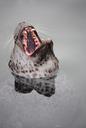 seal-robbe-head-teeth-tooth-zoo-442615.jpg