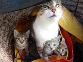 cats-kittens-animals-pets-homeless-1591243.jpg