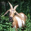 goat-eating-weeds-nature-horns-620474.jpg