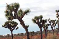 Joshua_trees_along_Park_Boulevard.jpg