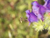 flower-pollen-petals-skewers-1288843.jpg