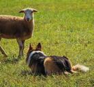 sheepdog-working-herding-collie-191790.jpg